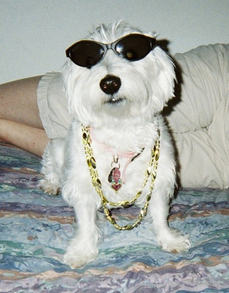 Sparky the Dog with Sunglasses on