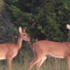 Deer in Weekiwachee Wildlife Preserve, FL