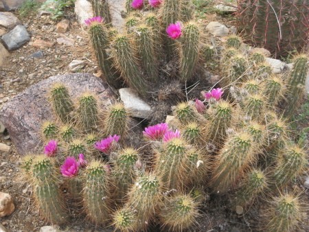 Arizona Flowering Cactus