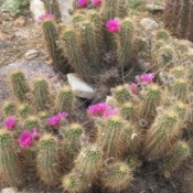Arizona Flowering Cactus