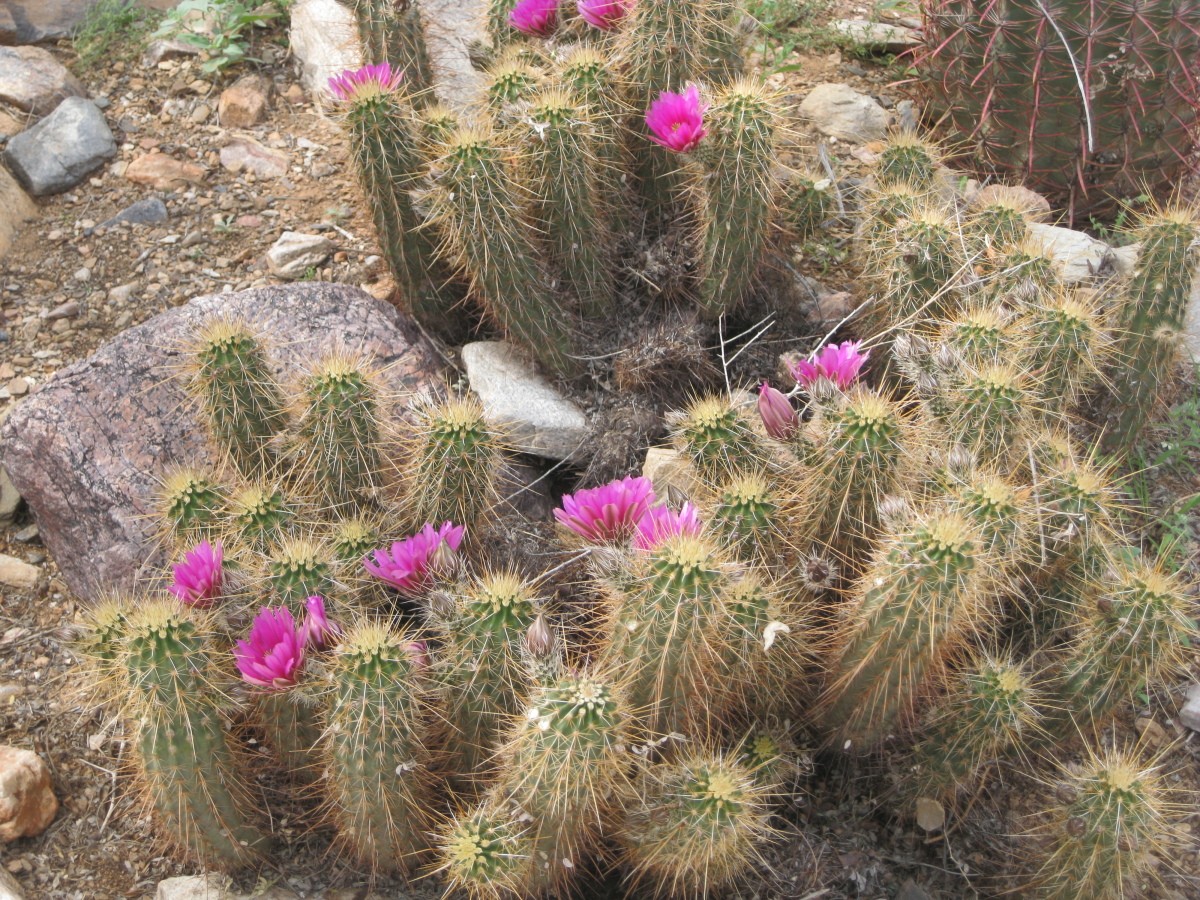 Flowering Cacti (Arizona) | ThriftyFun