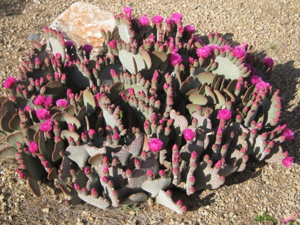 Pink Flowering Cactus in Arizona