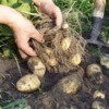 Photo of harvesting potatoes.