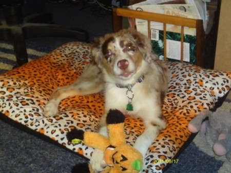 Sayd the Dog Laying on Her Bed With a Toy