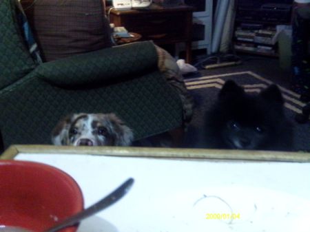 SayD the Dog Peaking Over Table Edge