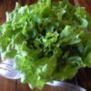 Head of green leaf lettuce.