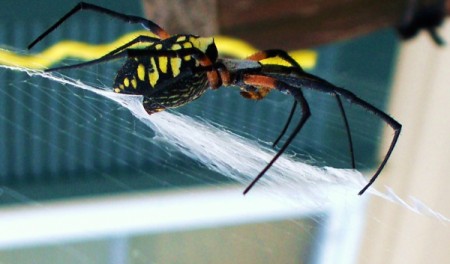 Closeup Side View of Banana Spider