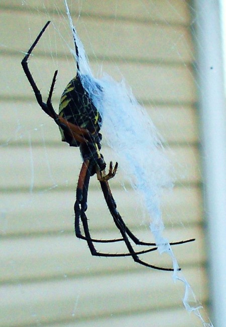 Underside of Banana Spider on Web