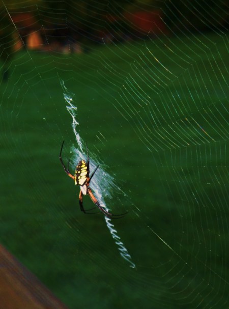 Large Banana Spider on Web
