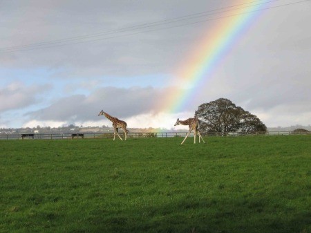 Giraffes of Ireland With Rainbow Behind Them