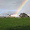 Giraffes of Ireland With Rainbow Behind Them