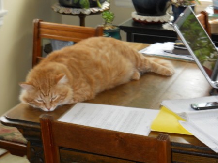 Karma the office Kitty Taking a Nap