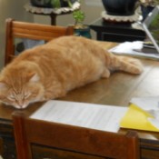 Karma the office Kitty Taking a Nap