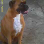 Boxer sitting on left side of photo.