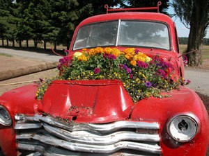 Flowers growing in an old truck.