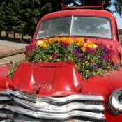 Flowers growing in an old truck.