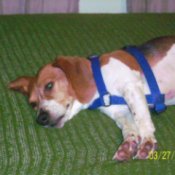 A dog lying on a green couch.