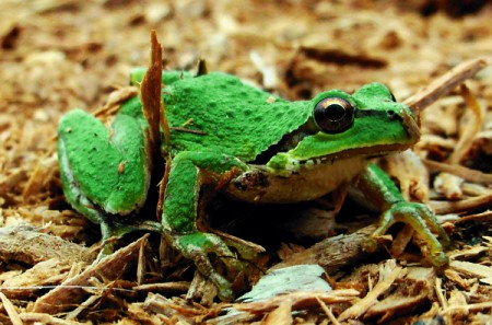 Closeup of Green Frog on Wood Chips