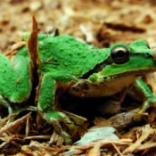 Closeup of Green Frog on Wood Chips