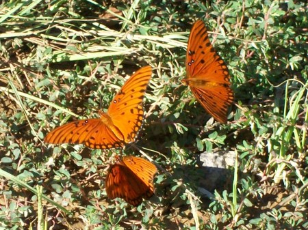 Three Orange Butterflies