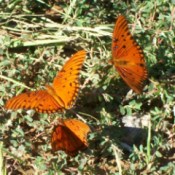 Three Orange Butterflies
