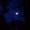 Moon Glowing Through Trees