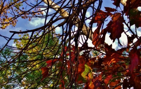 Autumn Colors through tree branches.