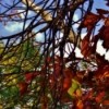 Autumn Colors through tree branches.