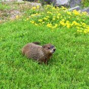 Groundhog in the grass.