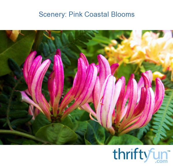 Scenery Pink Coastal Blossoms Thriftyfun