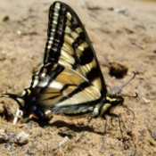 Swallowtail Butterfly in the Sand