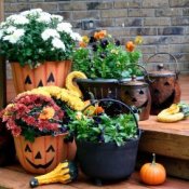 Pumpkin planters and other Fall decorations.