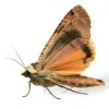 An up close photo of a moth.