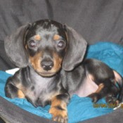Black and tan mini Dachshund.