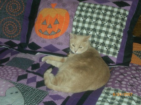 Miss Chloe the Cat Laying by Halloween Pillow