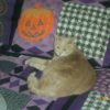 Miss Chloe the Cat Laying by Halloween Pillow