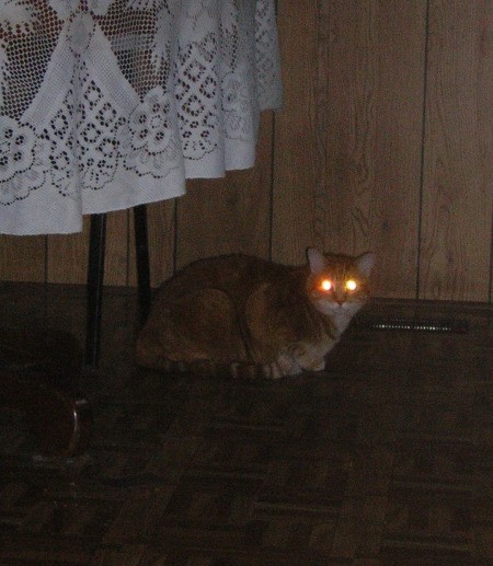 Fry the Cat Lying Under Kitchen Table With Glowing Eyes