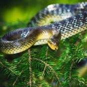 Snake coiled in an evergreen tree.