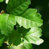 Poison Oak leaves.