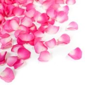 Photo of pink rose pedals.