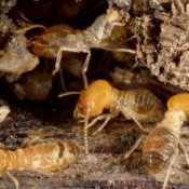 Photo of termites and termite damage.