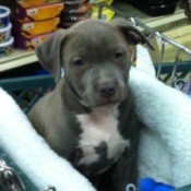 Picture of a grey pitbull puppy.