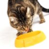 Cat eating out of a yellow bowl.