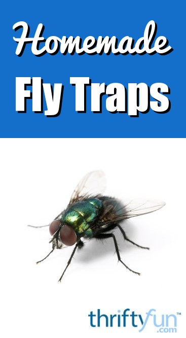 house fly trap diy