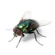 Close up of housefly on white background
