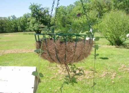 Photo of tomatoes growing in a hanging basket.