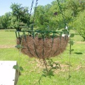 Photo of tomatoes growing in a hanging basket.