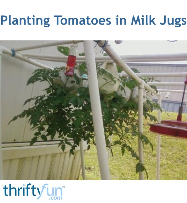 Planting Tomatoes in Milk Jugs ThriftyFun