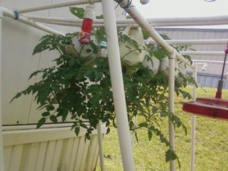 Growing tomatoes in a milk jug.