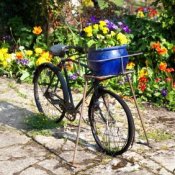 Flowers Planted in Bicycle Basket